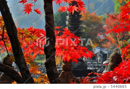 京都嵐山　あだしの念仏寺 5440665