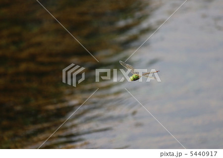 ギンヤンマ飛翔 5440917