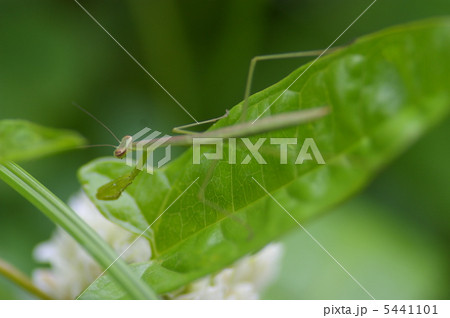 雨の日のカマキリ 5441101