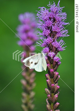 麒麟菊とモンシロチョウ 5441287