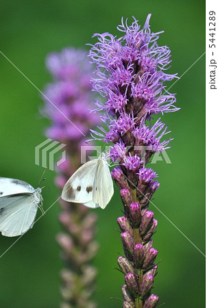 麒麟菊とモンシロチョウ 5441289