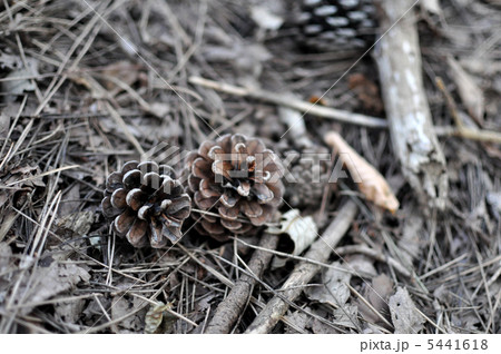 松ぼっくり 松ぼっくり 5441618