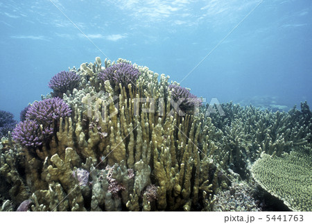 サンゴ 5441763