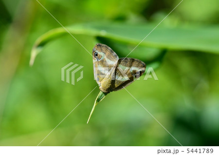 ベッコウハゴロモ 5441789