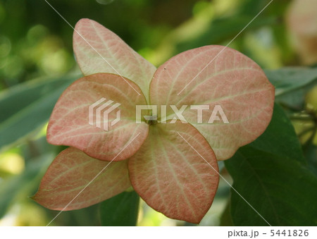 ムツサエンダ 花びら ムツサエンダ 花びら 5441826