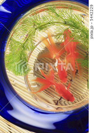 金魚鉢 5442229