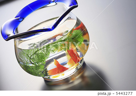 金魚鉢 5443277