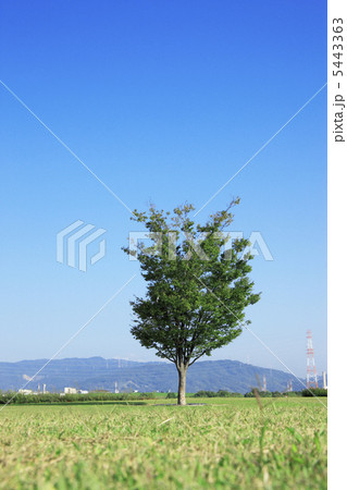 一本の木 5443363