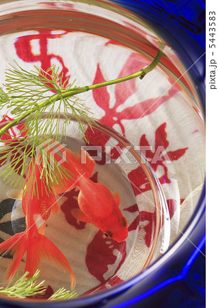 金魚鉢 金魚鉢 5443583