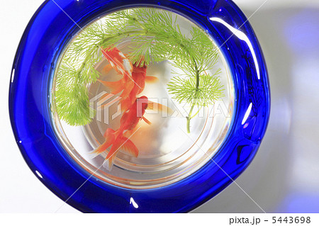 金魚鉢 金魚鉢 5443698