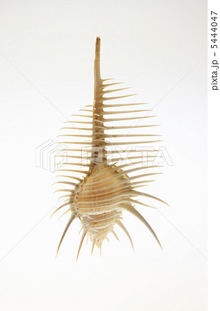 ホネ貝 ホネ貝 5444047