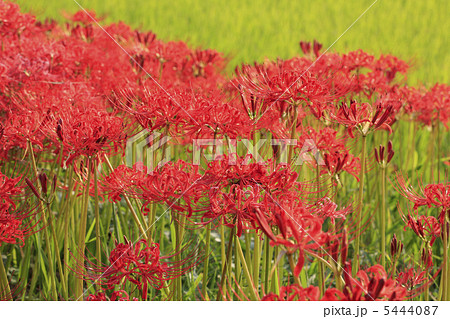 彼岸花と田んぼ 5444087