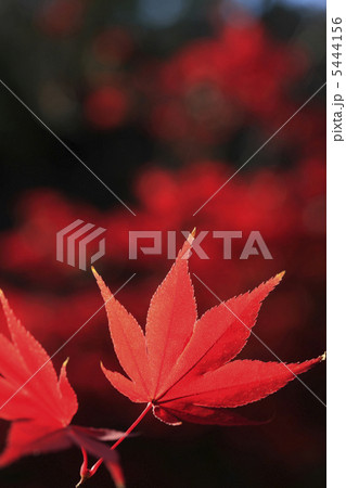 紅葉 5444156