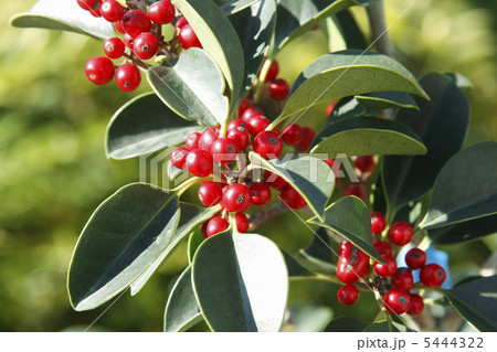 クロガネモチ 5444322