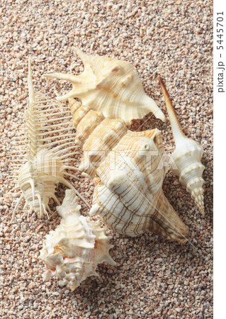 貝殻 5445701