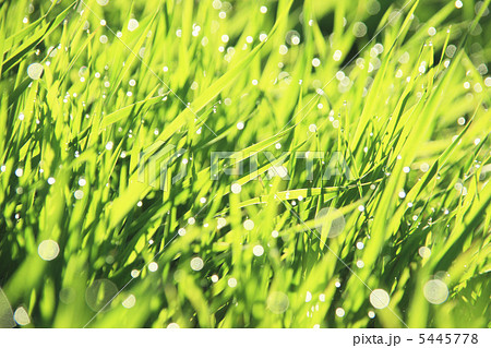 水滴と新緑 5445778