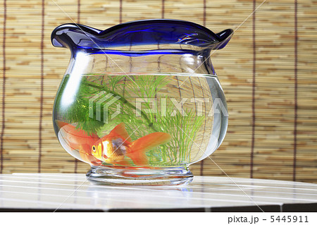 金魚鉢 金魚鉢 5445911