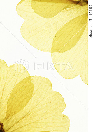 千鳥草の押し花 千鳥草の押し花 5446189