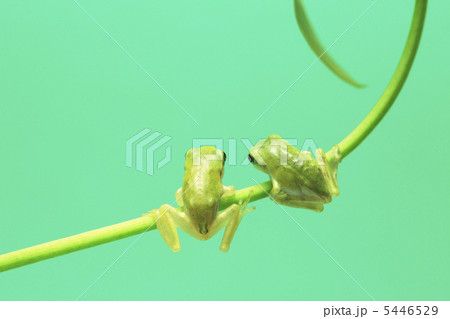 並んだカエル 並んだカエル 5446529