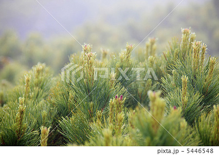 トドマツ 5446548