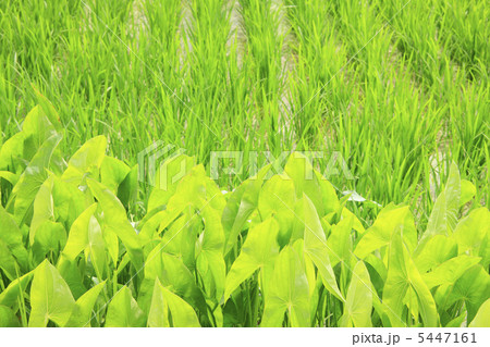 グワイと田んぼ 5447161
