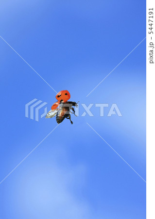 空飛ぶテントウムシ 5447191