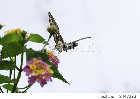 ランタナ ランタナ 5447332