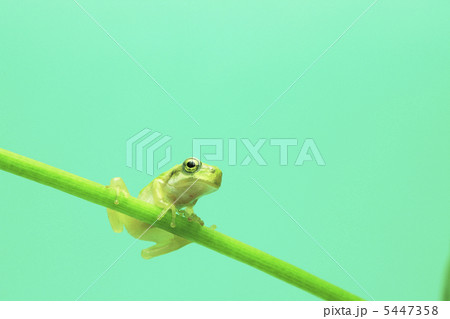 カエルと葉っぱ 5447358
