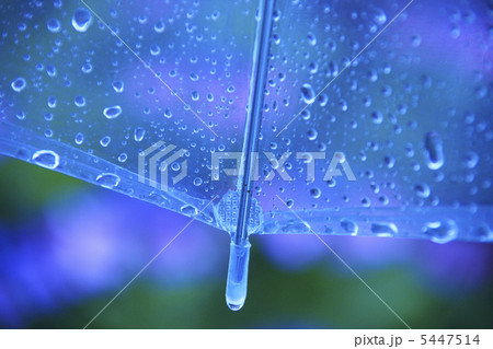 アジサイと雨傘 5447514