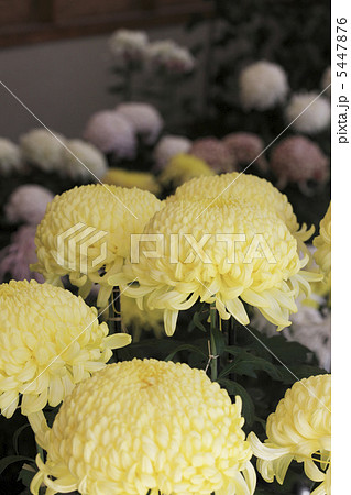 菊 菊 5447876