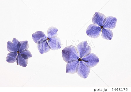 紫陽花の押し花 5448176