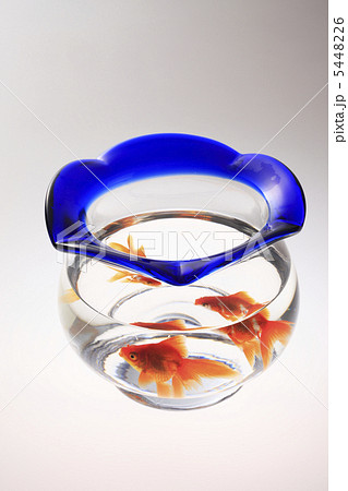 金魚鉢 金魚鉢 5448226