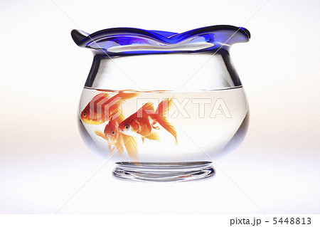 金魚鉢 金魚鉢 5448813