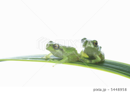 並んだカエル 並んだカエル 5448958