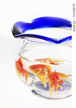 金魚鉢 金魚鉢 5448979