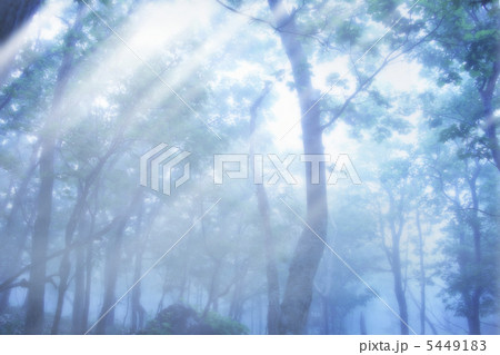 霧の森林 5449183
