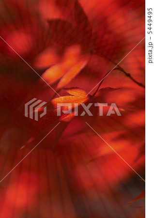 紅葉イメージ 5449495