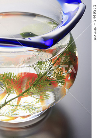 金魚鉢 金魚鉢 5449551