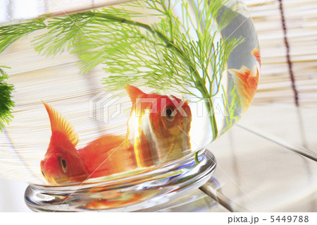 金魚鉢 金魚鉢 5449788