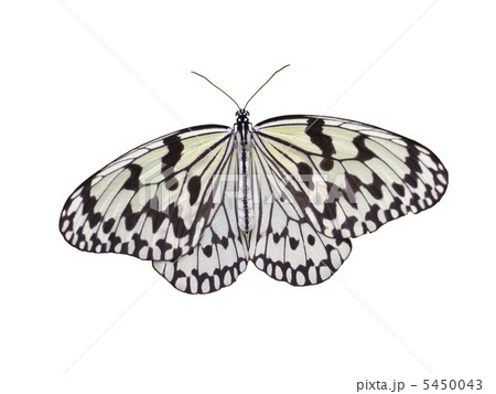 オオゴマダラ 5450043