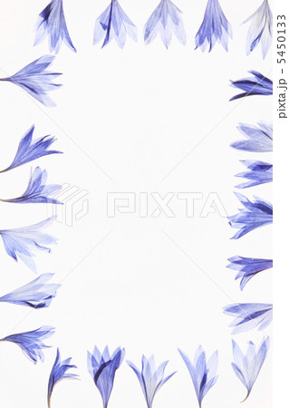 小花の押し花(青) 小花の押し花(青) 5450133