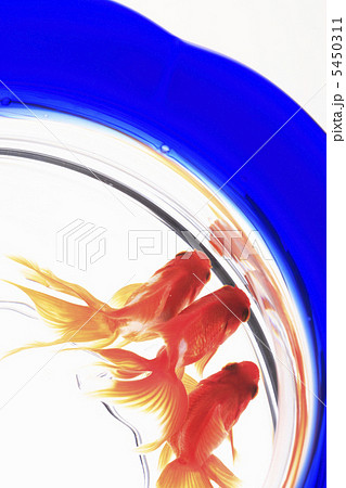 金魚鉢 金魚鉢 5450311