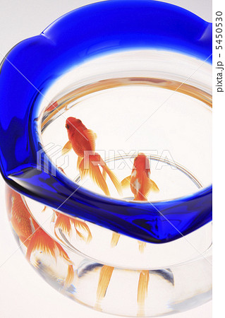 金魚鉢 5450530