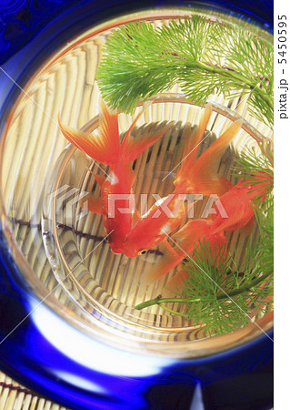 金魚鉢 5450595