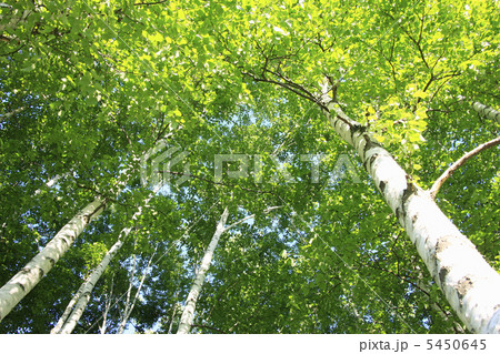 白樺 白樺 5450645