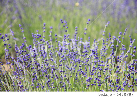 ラベンダー ラベンダー 5450797