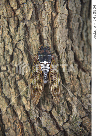 アブラゼミ 5450904