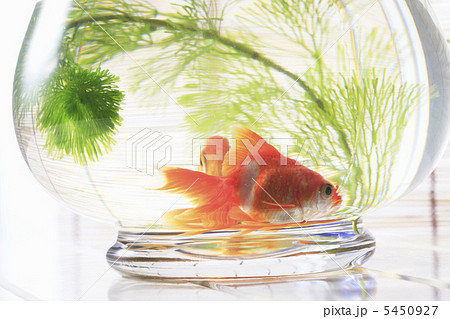 金魚鉢 金魚鉢 5450927