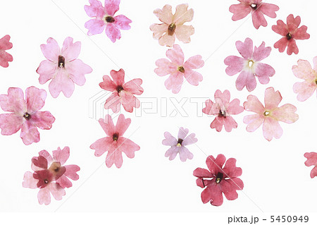 小花の押し花 5450949