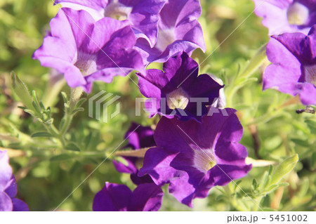 ペチュニア 5451002